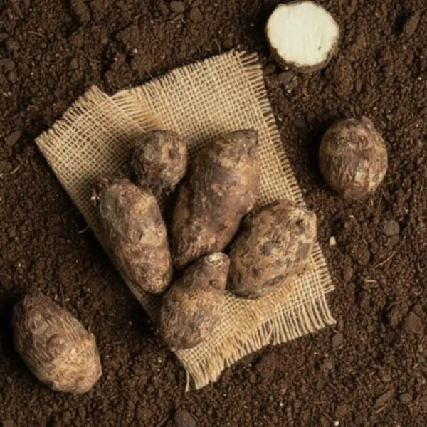 अरबी – Taro / Arbi