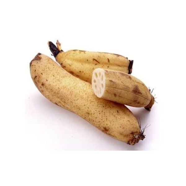 कमल ककड़ी – Lotus Cucumber