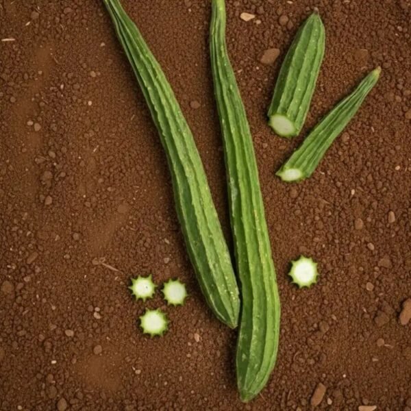 तुरई – Cluster Gourd