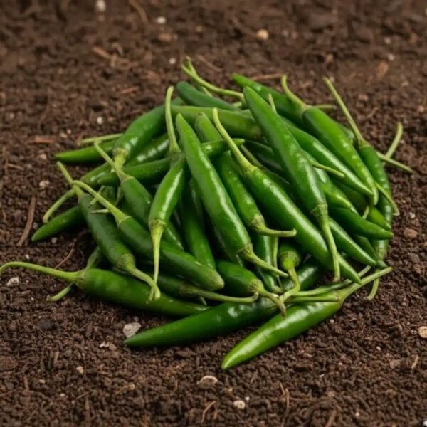 हरी मिर्च – Green Chilli