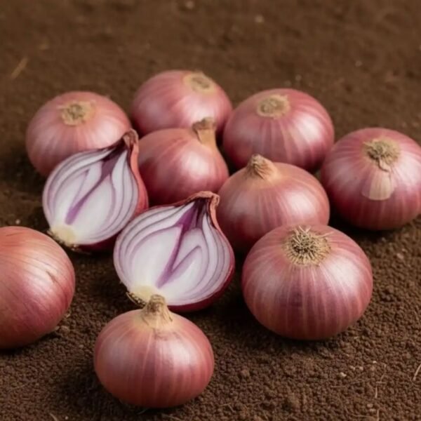 प्याज – Onion