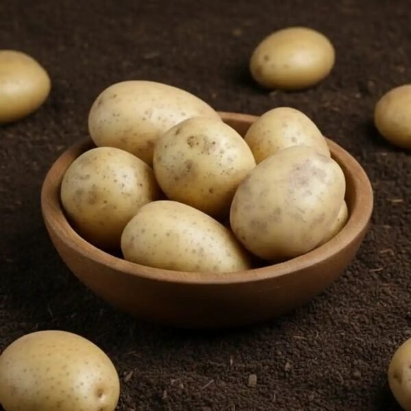 आलू – Potato